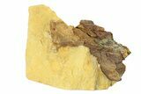 Dinosaur Bone Section in Sandstone - Wyoming #292579-2